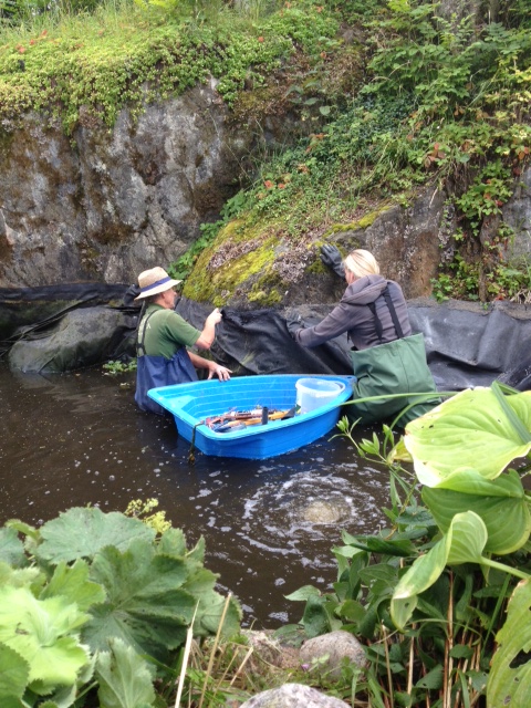 Renovering av dammduk